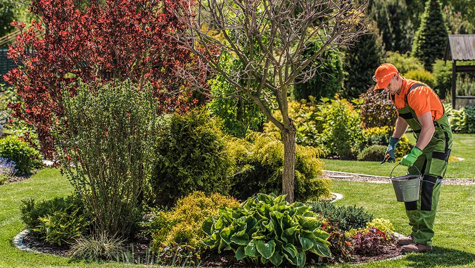 Garden Maintenance and Design Services in Wembley, Mill Hill, Edgware