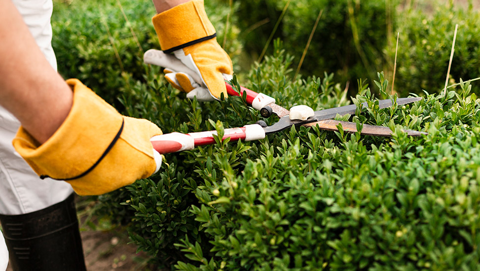Hedging, Hedge Cutting